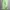 Polo Ralph Lauren Avant Garde Minimalist Brief Pria green photo 4