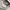 Lacoste Avant Garde Minimalist Hoody Pria gray photo 5