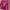 Hysteric Glamour Y2K Avant Garde T-shirt Wanita pink photo 2