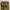 Dickies Biker Casual Casual pants Pria tan photo 5