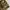 Dickies Biker Casual Casual pants Pria tan photo 6