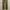 Dickies Biker Casual Casual pants Pria tan photo 3