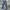 Dickies Y2K Casual Casual pants Pria blue gray photo 2