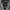 MLB Sportswear Varsity jacket Pria navy gray photo 2
