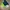 Adidas Sportswear Casual Windbreaker Pria green black photo 2