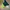 Adidas Sportswear Casual Windbreaker Pria Green Black
