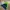 Adidas Sportswear Casual Windbreaker Pria Green Black