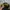 Starter Streetwear Casual Windbreaker Pria yellow black photo 3