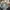 Dickies Streetwear Sportswear Short Pria multicolor photo 4
