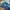 Dickies Streetwear Sportswear Short Pria multicolor photo 7