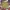 Timberland Streetwear Sportswear Short Pria multicolor photo 2