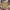 Timberland Streetwear Sportswear Short Pria Multicolor