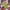 Timberland Streetwear Sportswear Short Pria multicolor photo 1