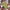 Timberland Streetwear Sportswear Short Pria Multicolor