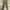 Adidas Casual Casual pants Pria khaki photo 4
