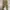 Adidas Casual Casual pants Pria khaki photo 1