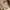 Erigo Luxury Trench coat Pria cream photo 2