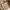 Erigo Luxury Trench Coat Pria Cream