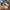 Adidas Streetwear Sneakers Pria white blue photo 3