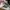 Adidas Streetwear Sneakers Pria white black photo 2