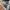 Adidas Streetwear Sneakers Pria white black photo 5