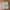 Columbia Gorpcore Sportswear Tracksuit Pria cream photo 8