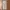 Columbia Gorpcore Sportswear Tracksuit Pria cream photo 7