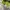 Puma Casual Sneakers Wanita green cream photo 6