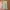 Columbia Gorpcore Sportswear Tracksuit Pria tan photo 5