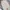 Dickies Vintage Casual pants Pria khaki photo 5