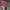 LEGACY Vintage Hat Pria red photo 3