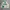 X-girl Streetwear Skater Fleece Pria green cream photo 2