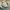 X-girl Streetwear Skater Fleece Pria green cream photo 5