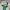 X-girl Streetwear Skater Fleece Pria green cream photo 4
