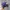 Nike Vintage Hat Pria purple photo 3