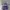 Nike Vintage Hat Pria purple photo 1