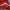 MLB Minimalist Hoody Pria red photo 3