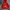 MLB Minimalist Hoody Pria Red