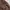 EDWIN Casual Sweatshirt Pria brown photo 3
