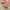 Nike Avant Garde Sneakers Pria multicolor burgundy photo 5