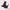 Lolita Casual Bra Wanita black photo 4