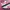 Onitsuka Tiger Streetwear Casual Sneakers Wanita cream pink photo 2
