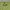 Sportswear Jersey Pria green photo 3