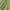 Sportswear Jersey Pria green photo 8