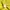 Issey Miyake Vintage Luxury Casual shirt Pria yellow photo 3