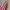 Coquette Kids tan photo 2