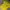 Biker T-shirt Pria Yellow