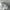 PALACE Streetwear Hat Pria white photo 2