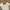 Coquette Crop top Wanita cream photo 1