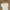 Coquette Crop top Wanita cream photo 1